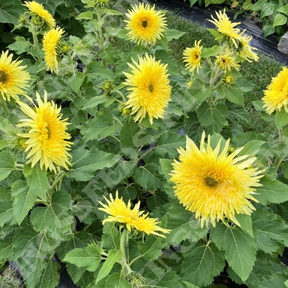 Picture of Helianthus (Sunflower) - Lemon Cutie F1
